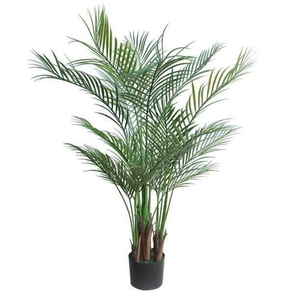 Palm Fern