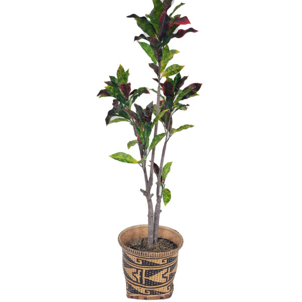 Plant Tall W/ Red & Green Leaves