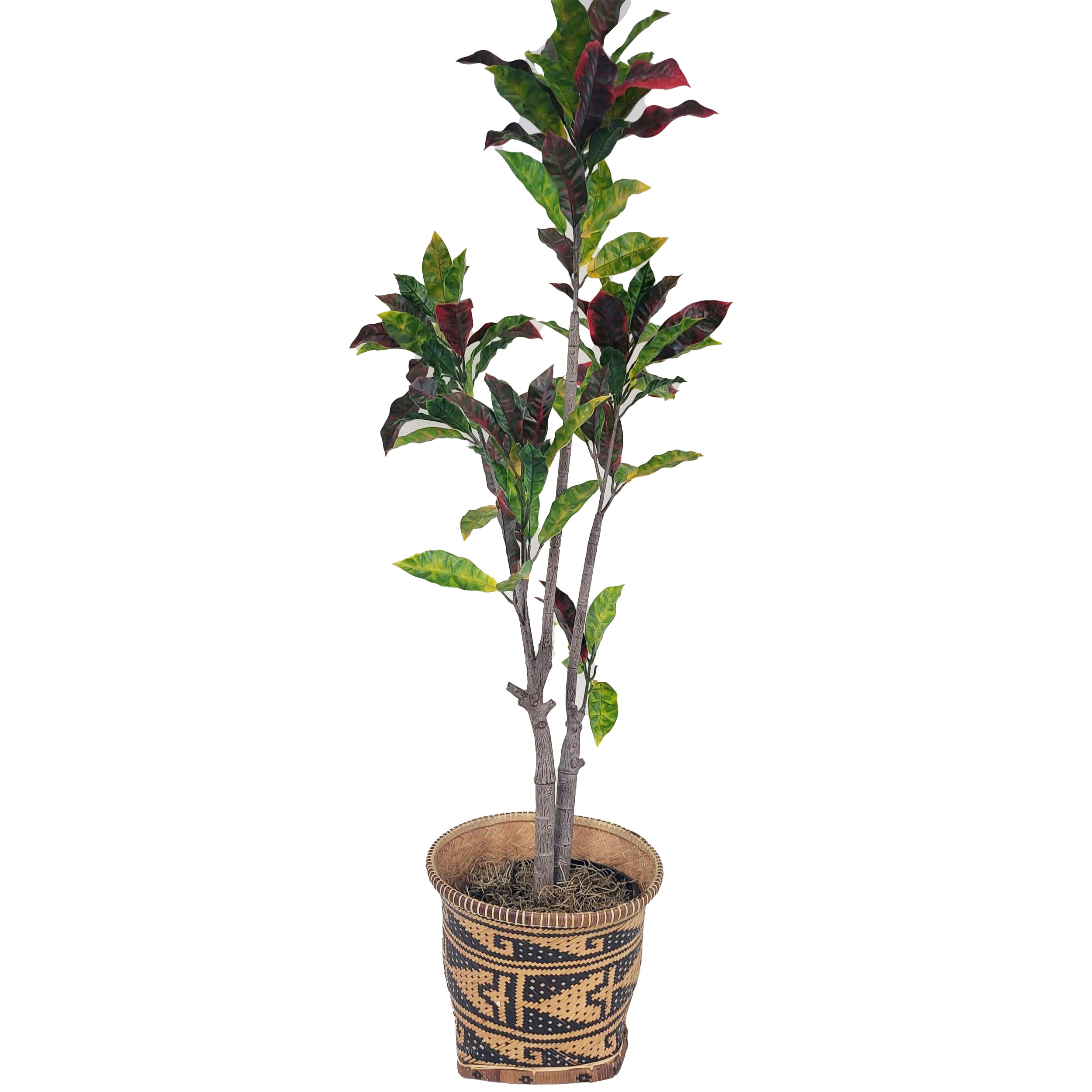 Plant Tall W/ Red & Green Leaves