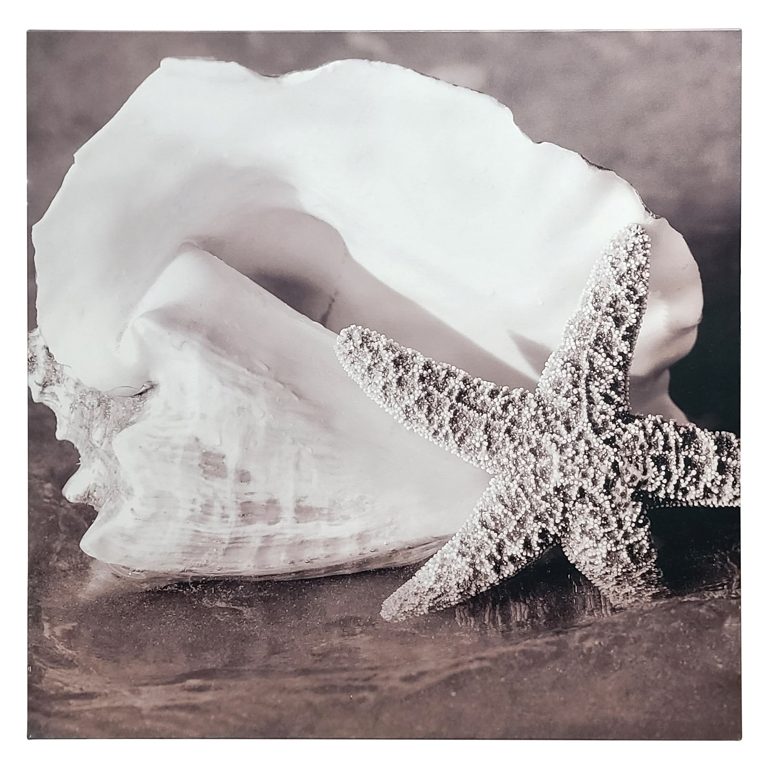 Conch Art 36x36