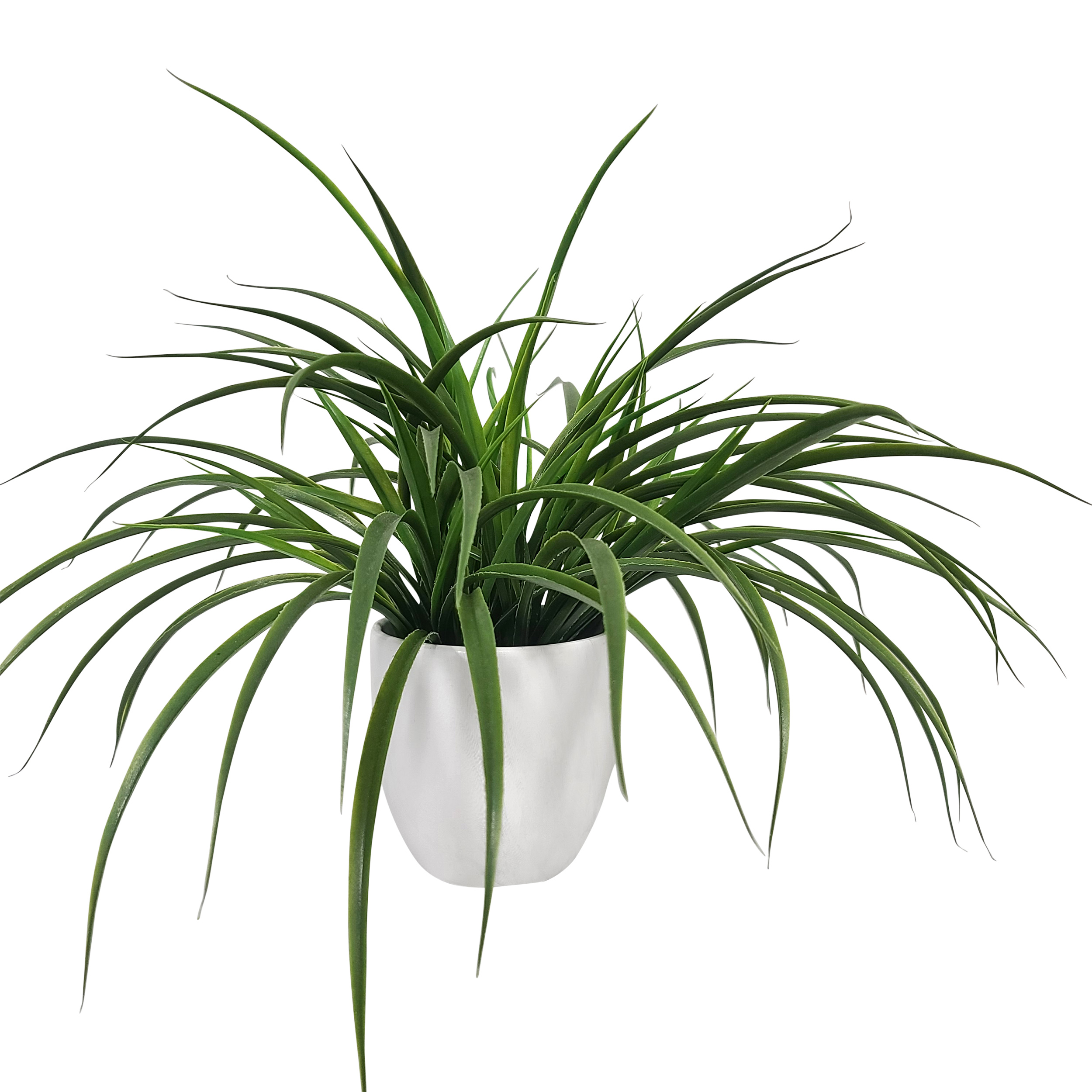 Small plant 12