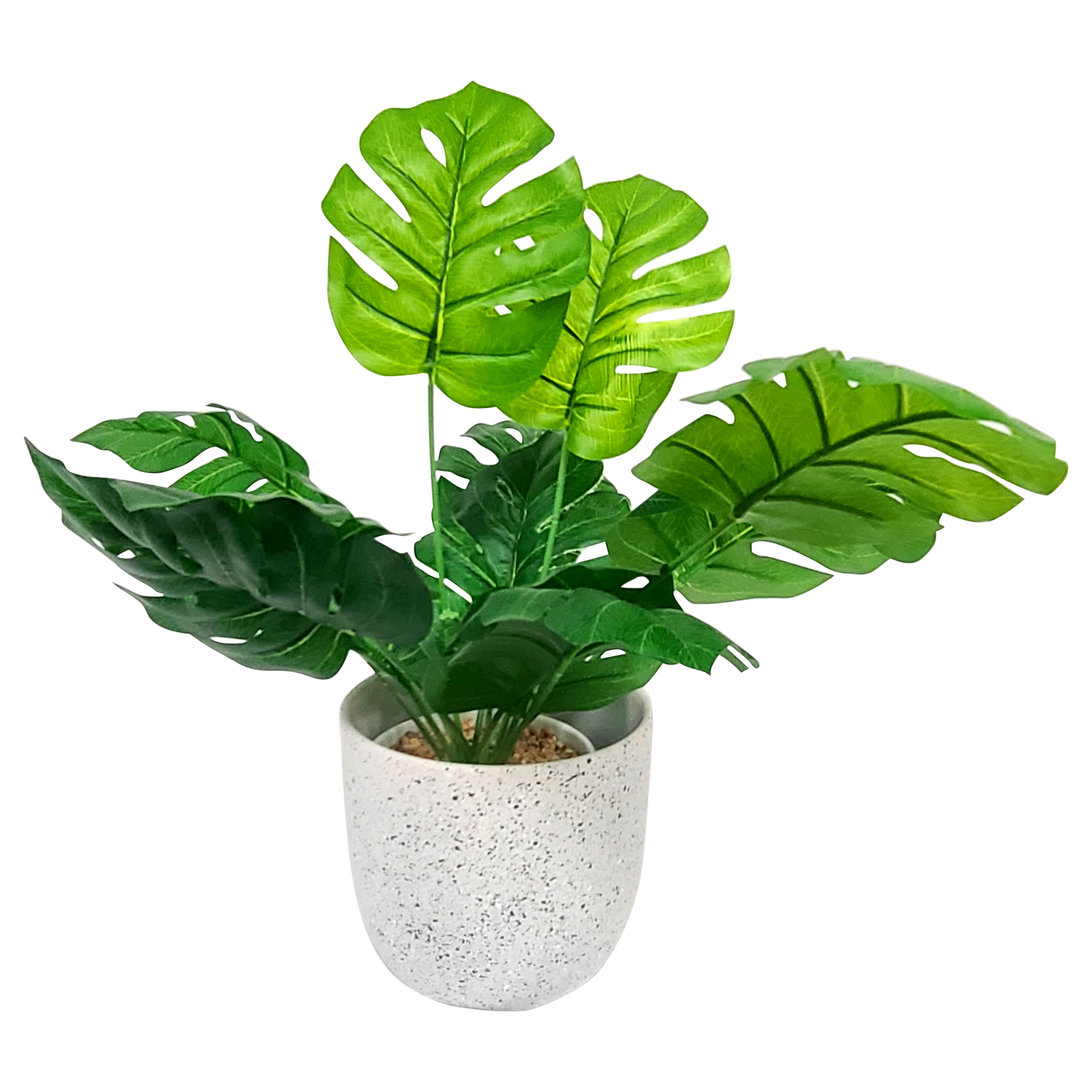 Small plant 10