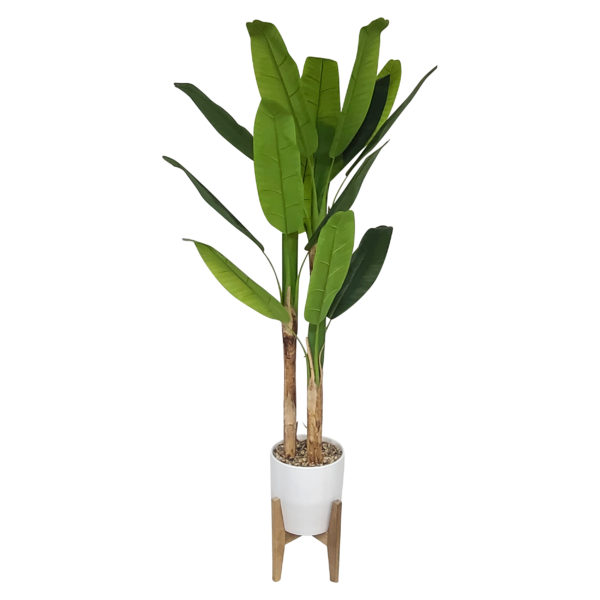 Banana Palm