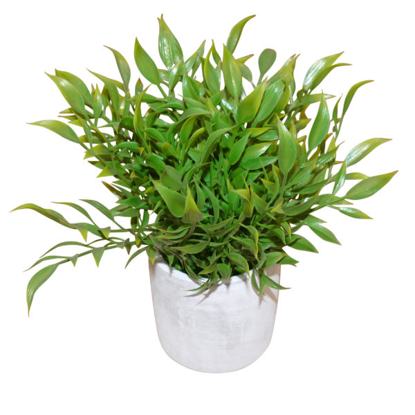 Small plant 2
