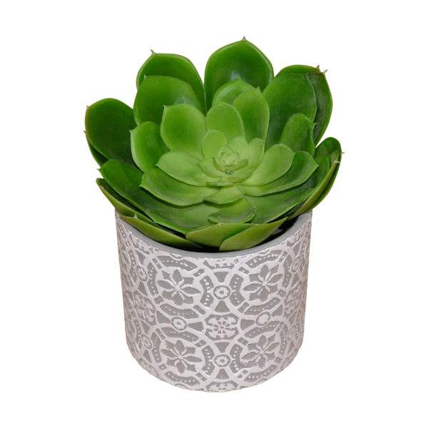 Small plant 5