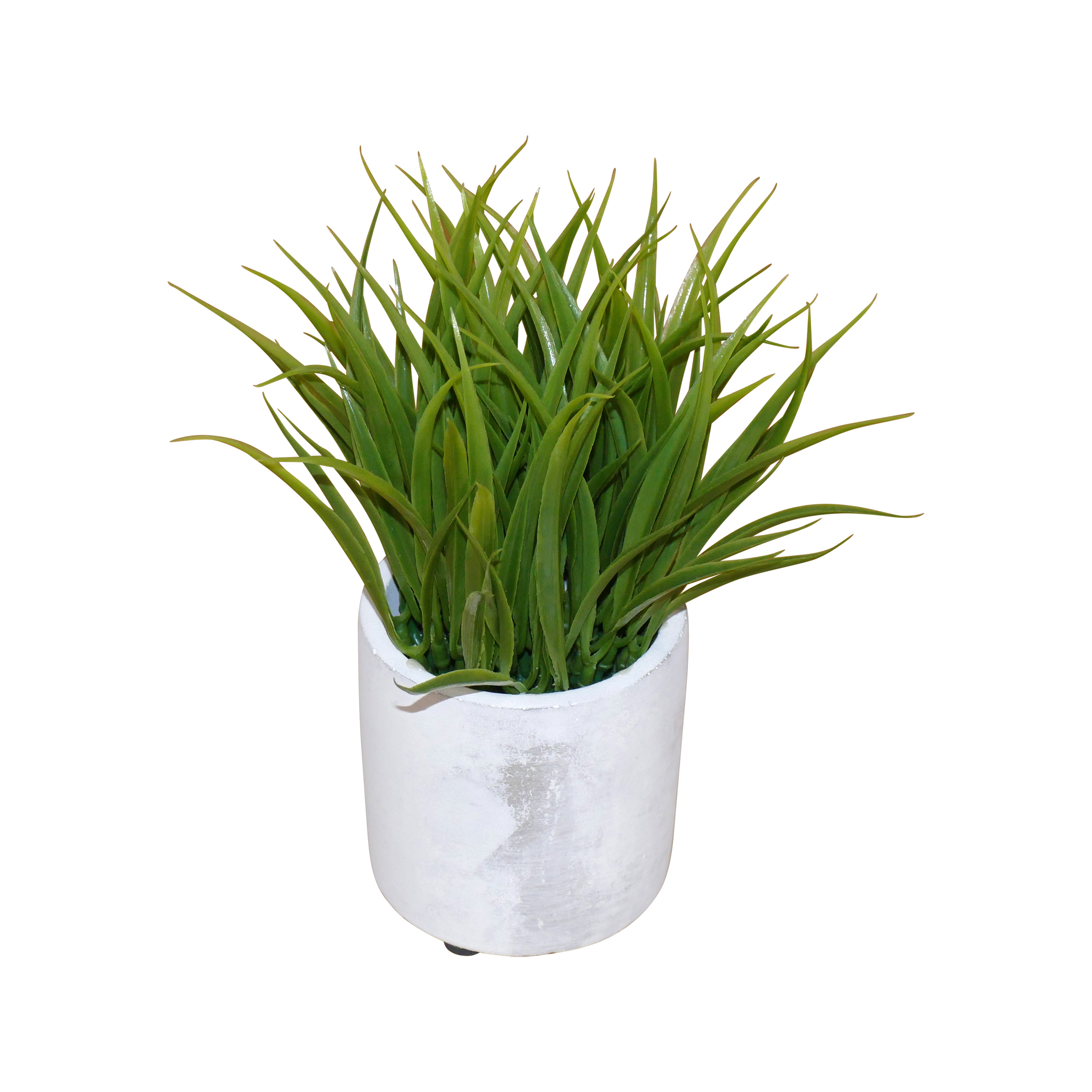 Small plant 8