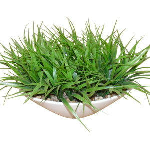 Small plant 9