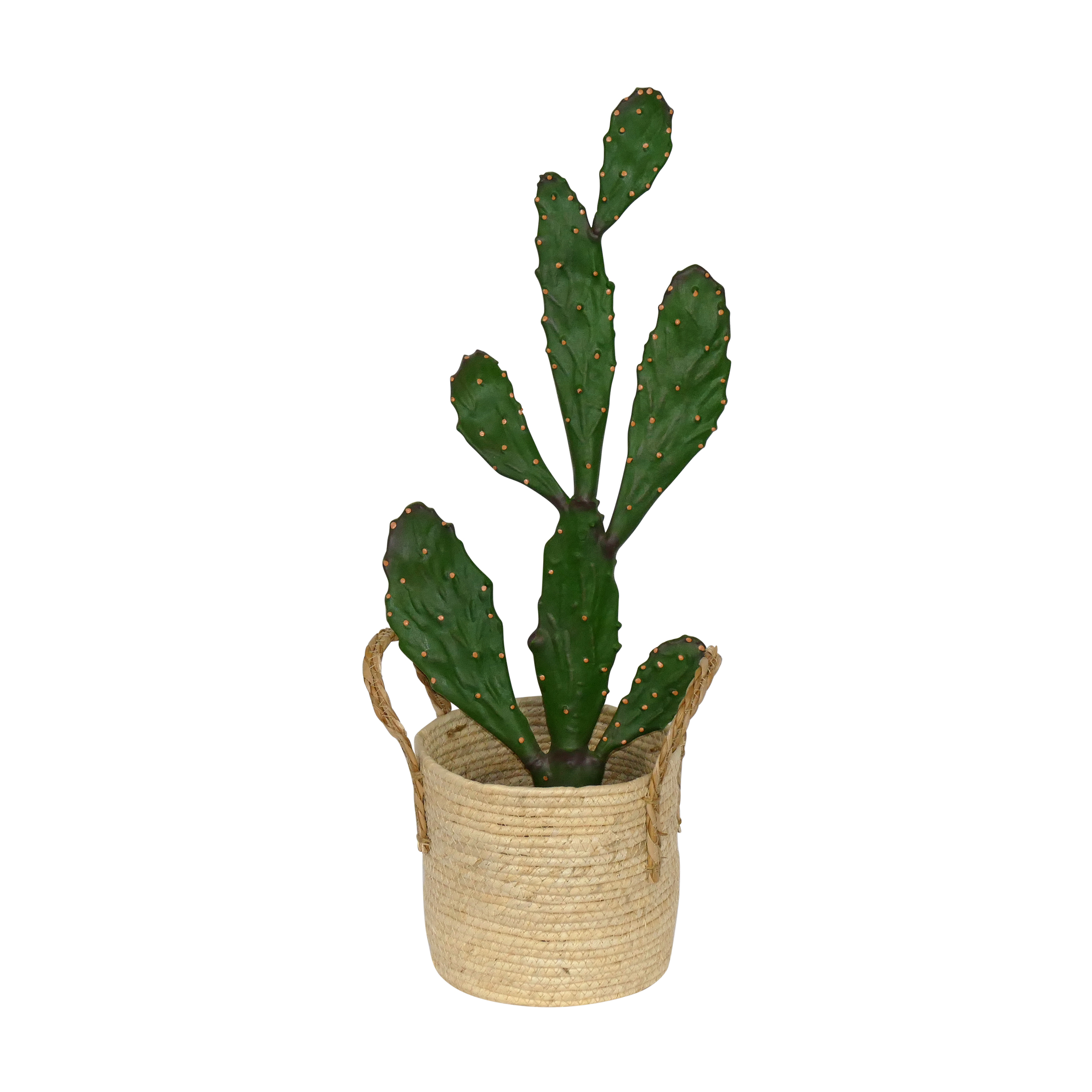 Medium Flat Cactus Plant