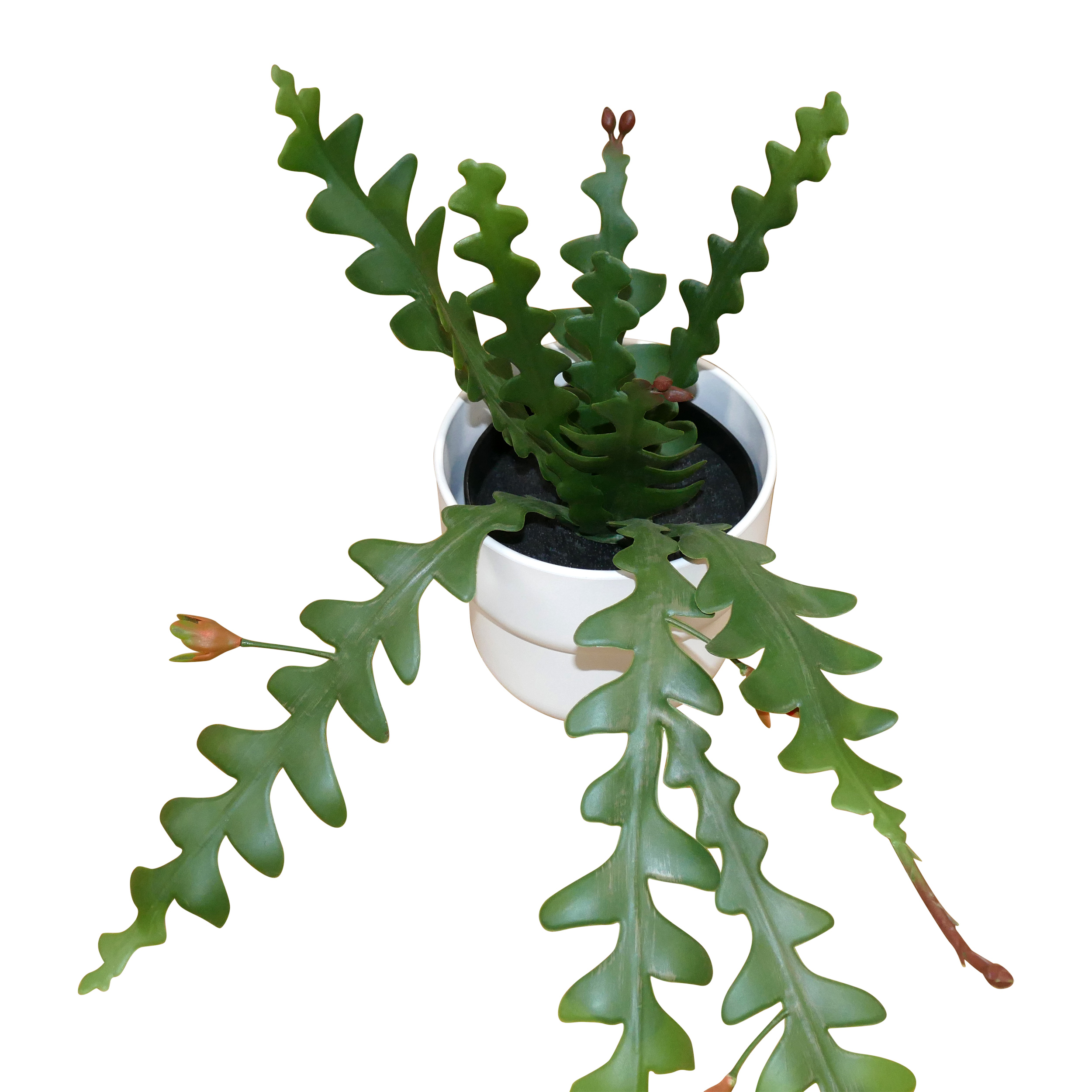 Small plant 11