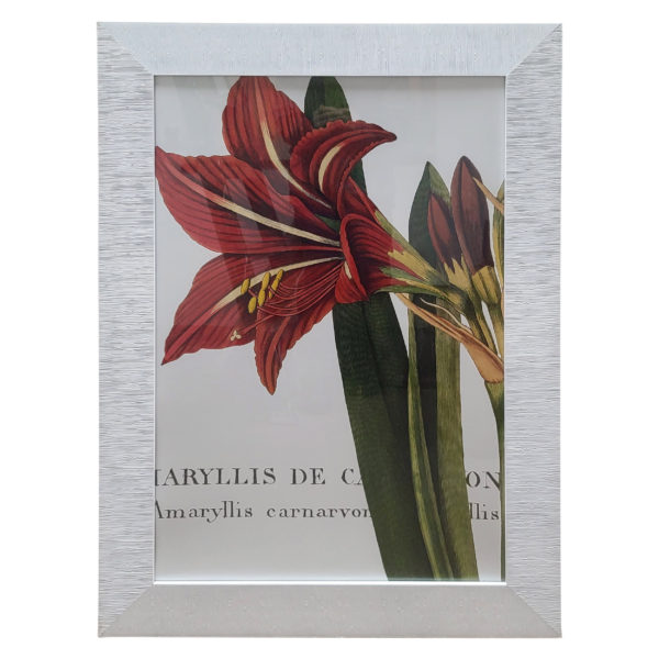 Amaryllis Art 31x43