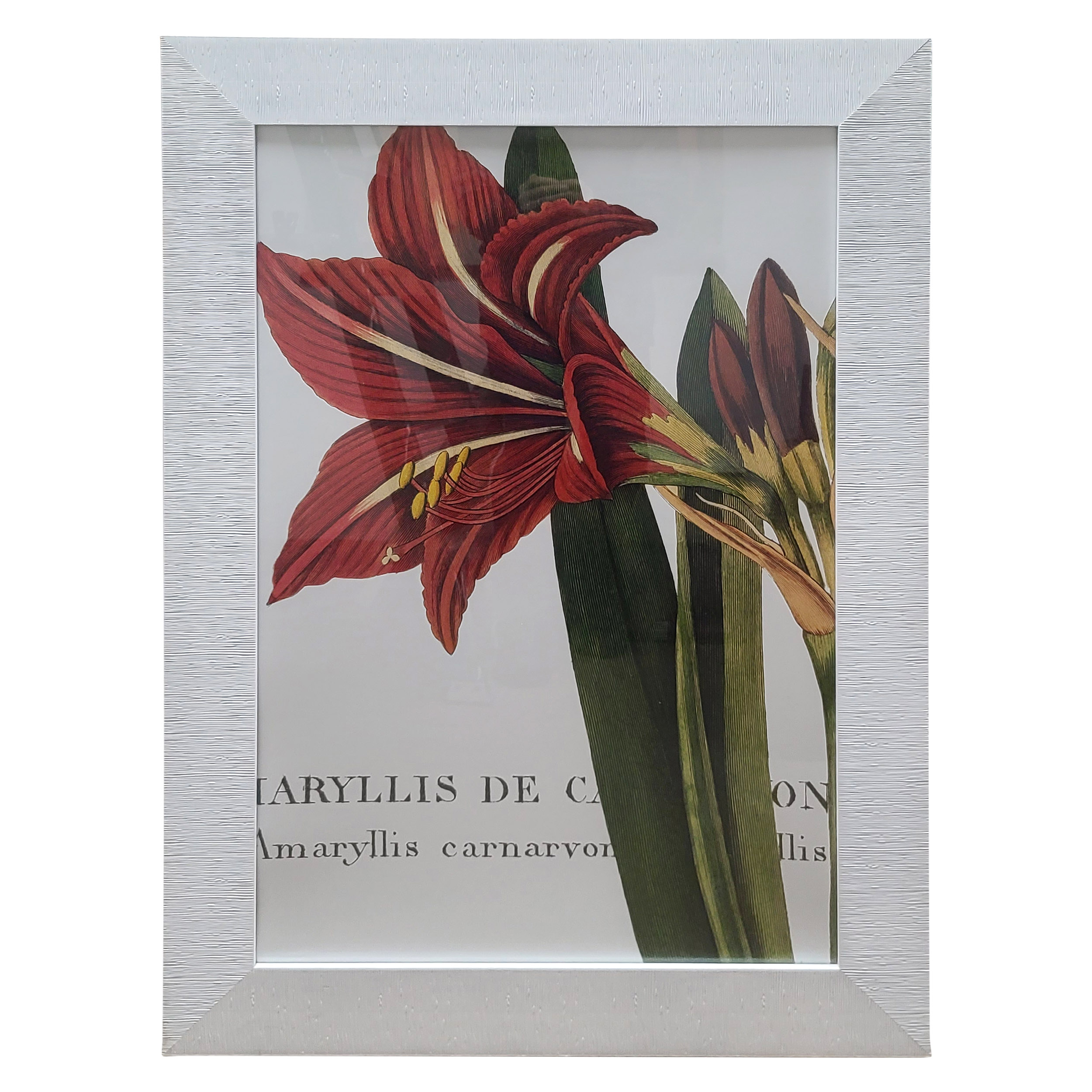Amaryllis Art 31x43