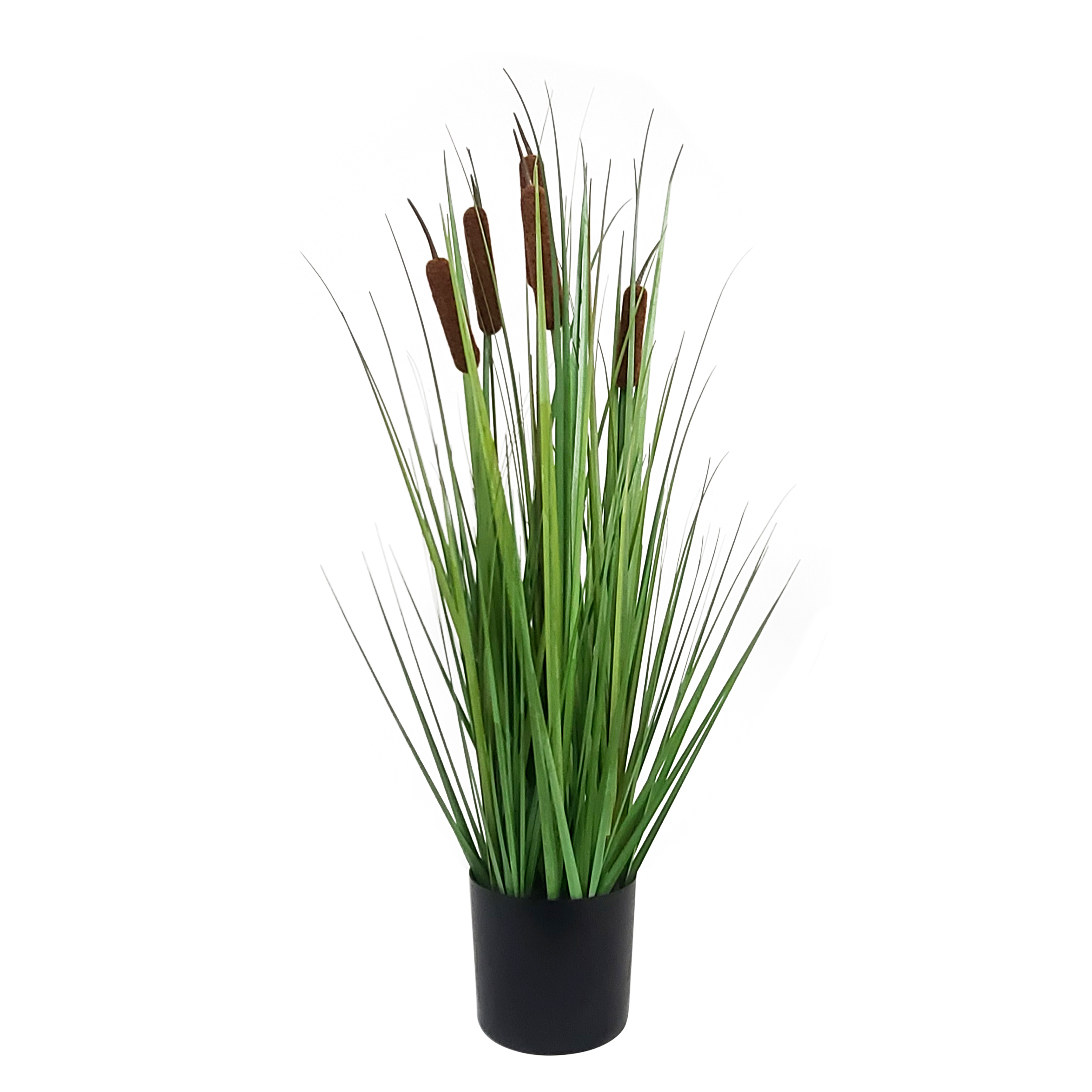 Cat Tail Plant