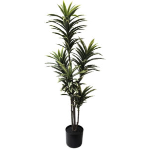 Dracena Tree