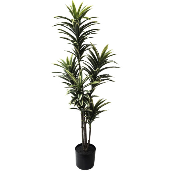 Dracena Tree