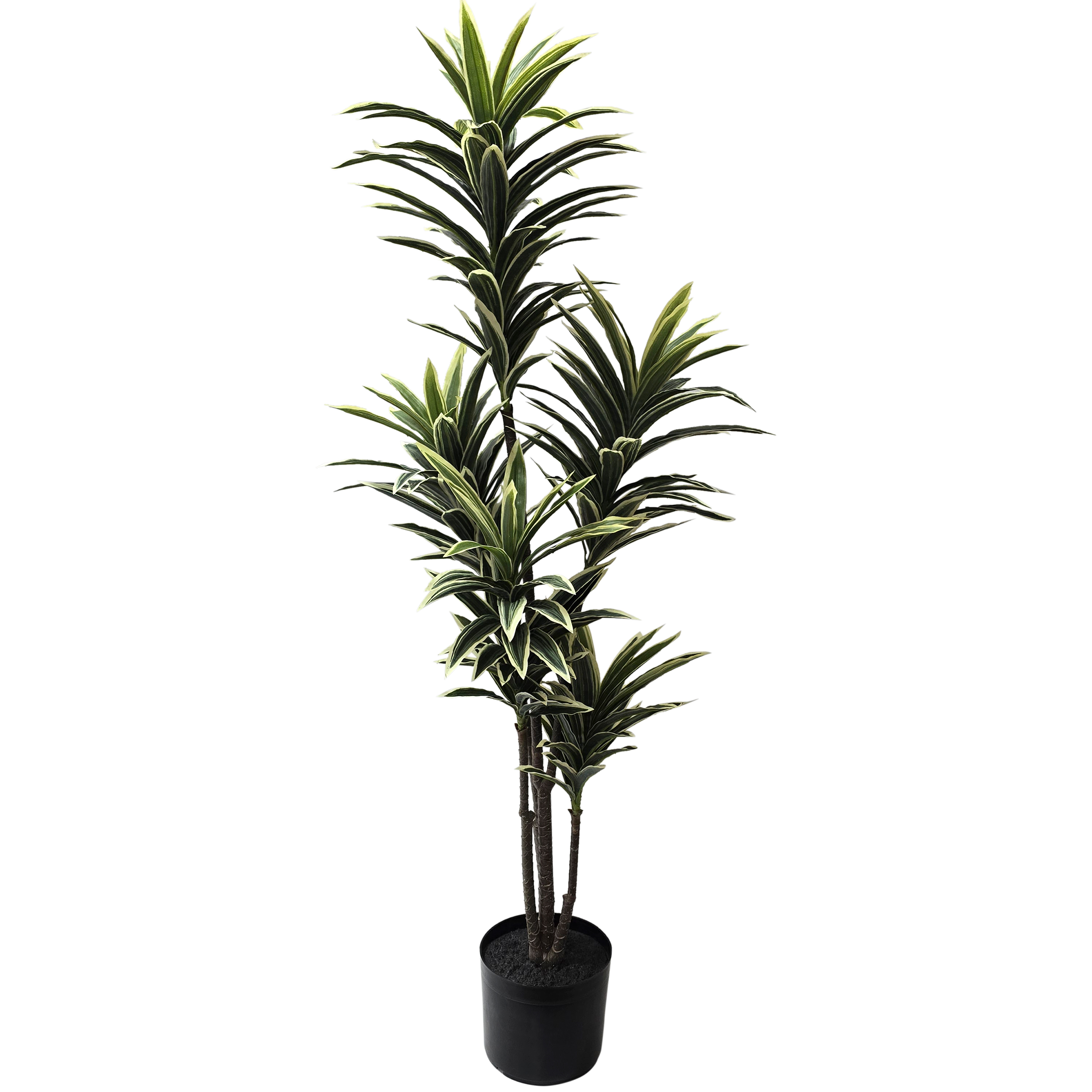 Dracena Tree