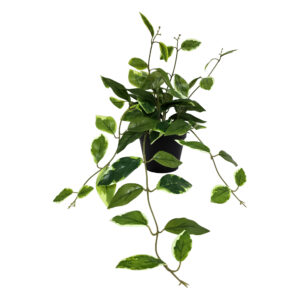Ficus