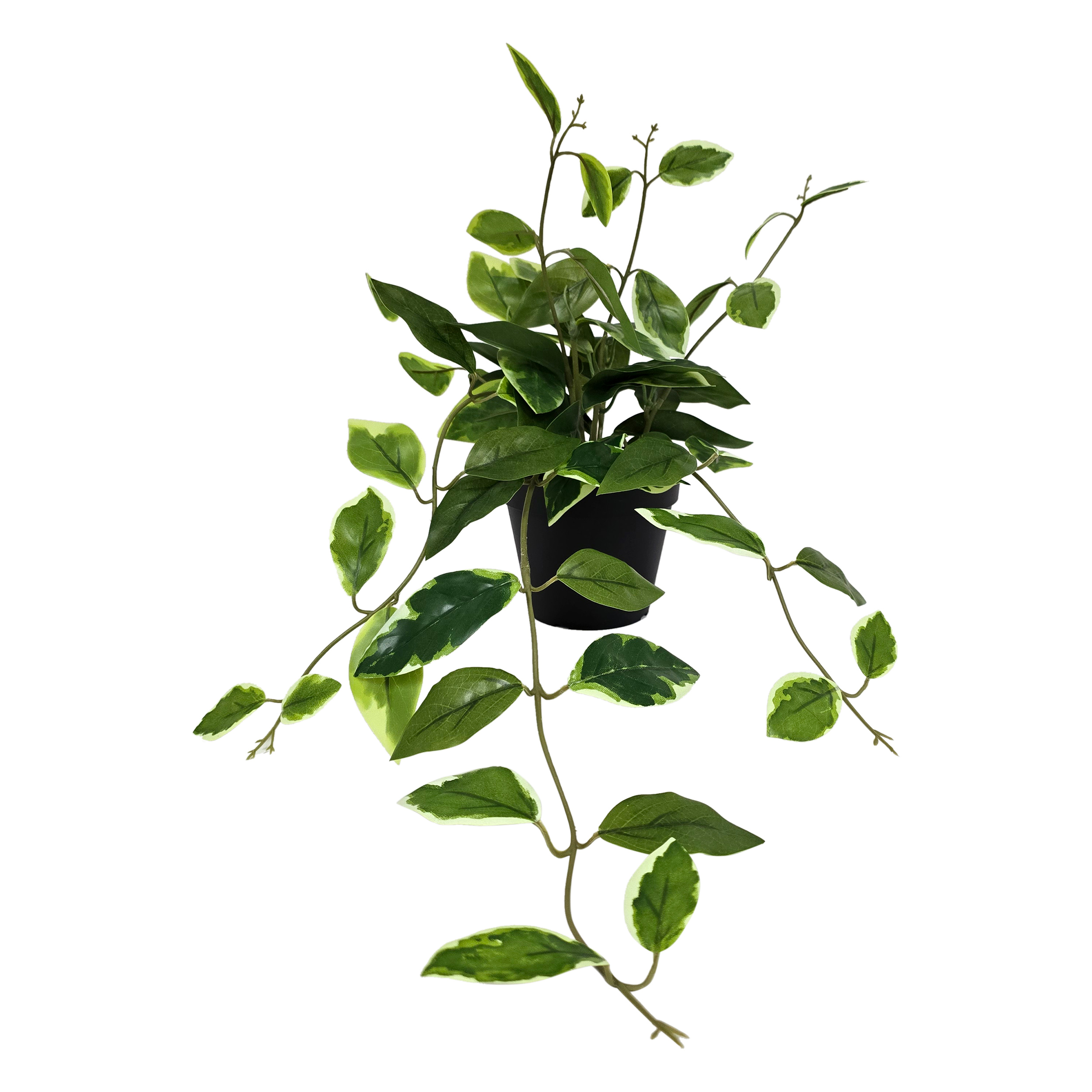 Ficus