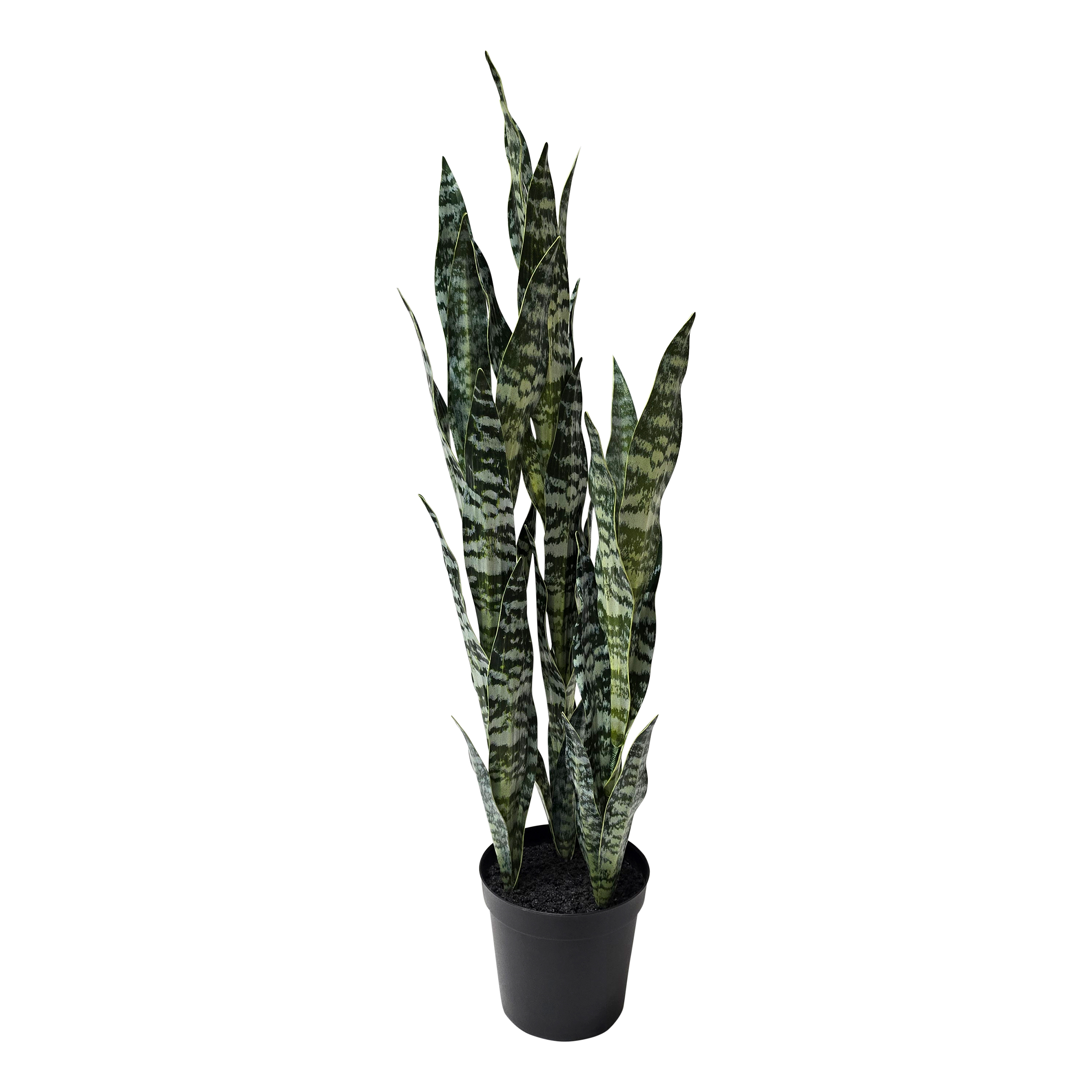 Snake Plant