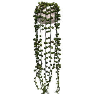 String of Pearls