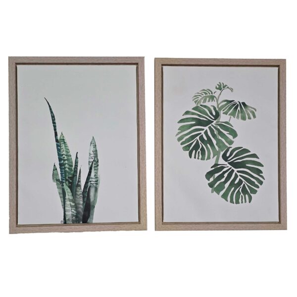 Snake Monstera