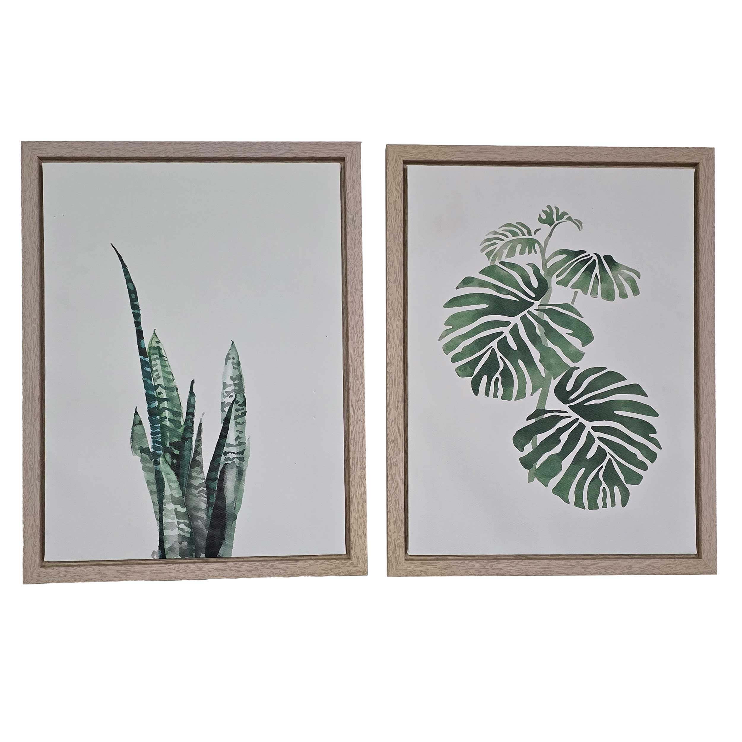 Snake Monstera
