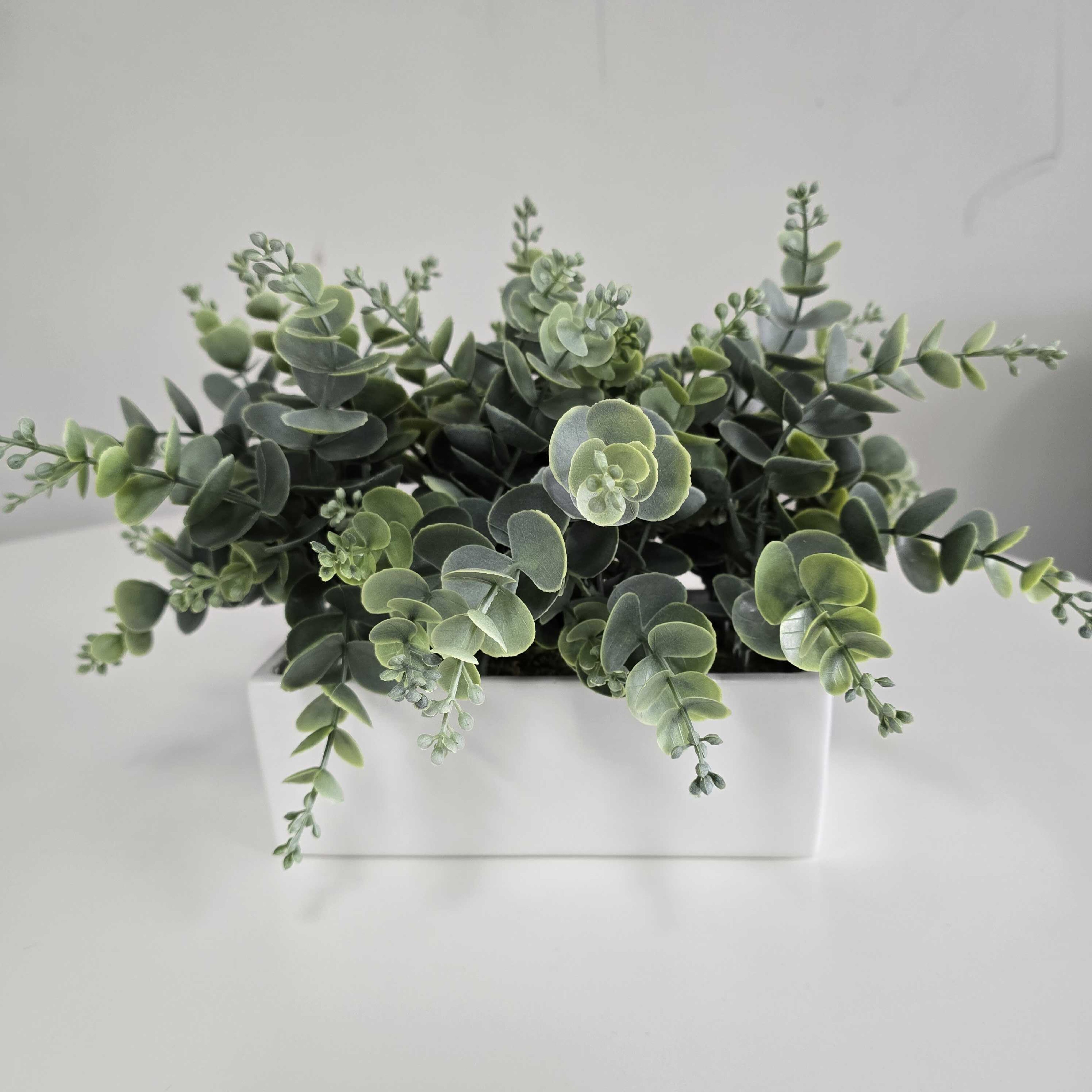 Herman Box plant