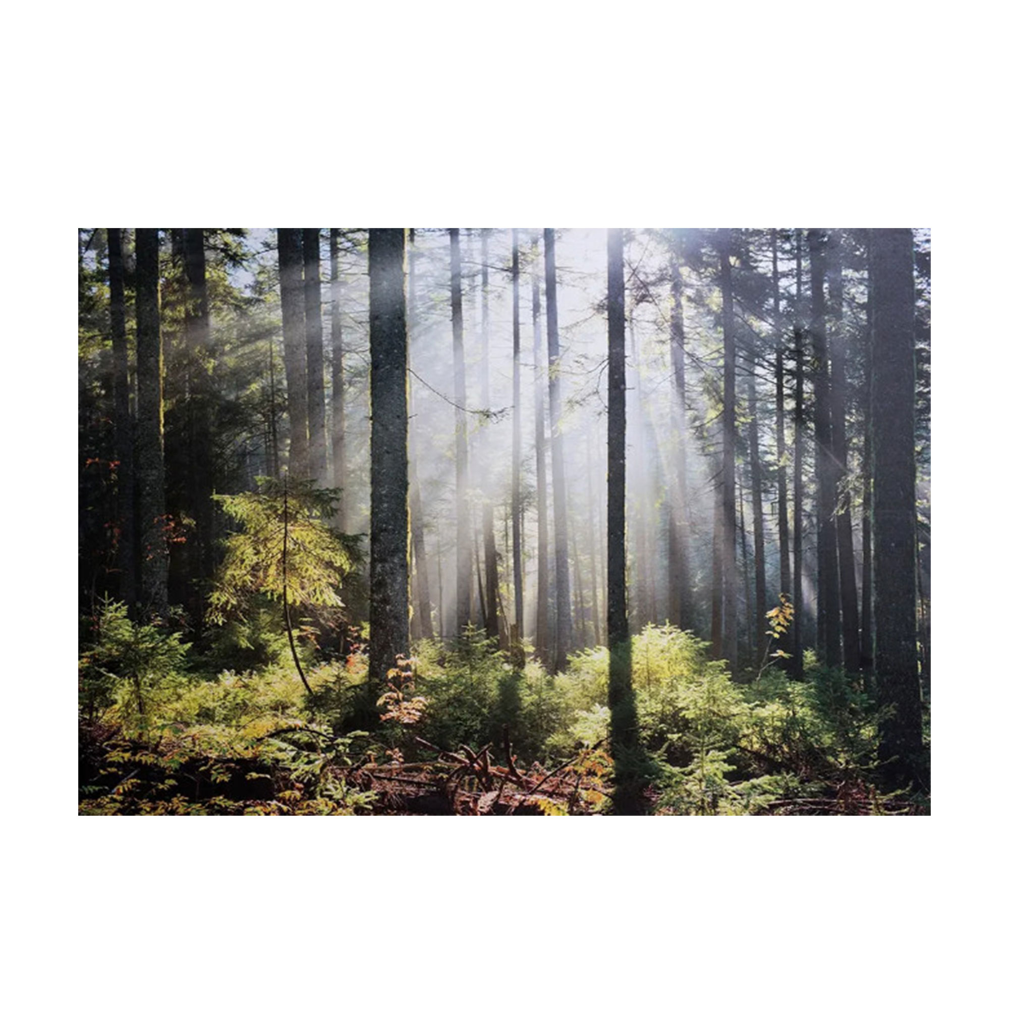 Forest Sunlight 55x40